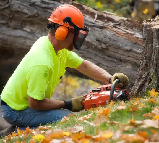 tree services Barker Ten Mile